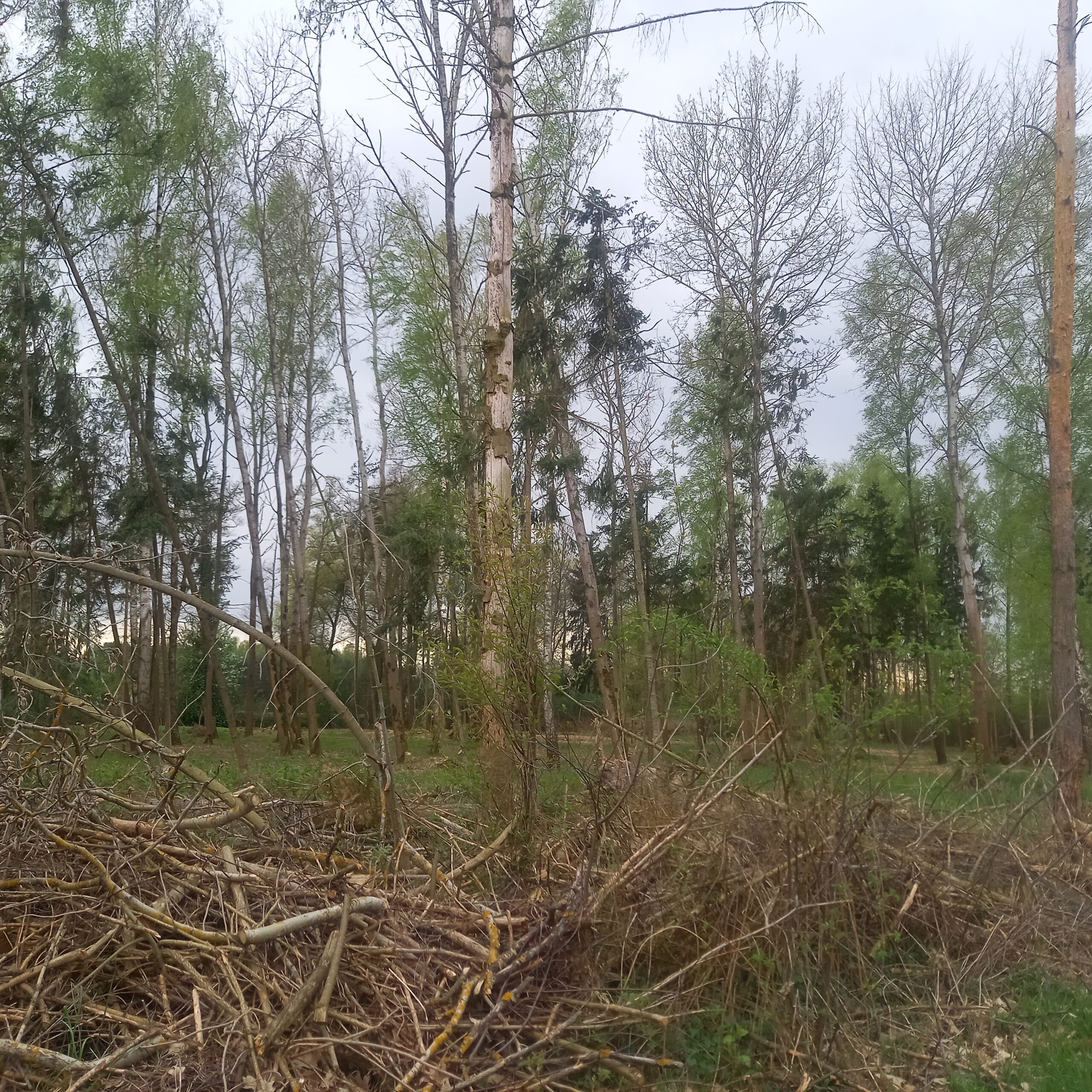 wycinka drzew Milanówek