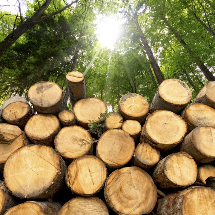 Trunks of trees cut and stacked in the foreground, green forest in the background with sun rays